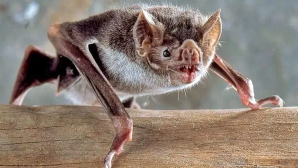 Por un caso de murciélago con Rabia, activan protocolo de vacunación en mascotas