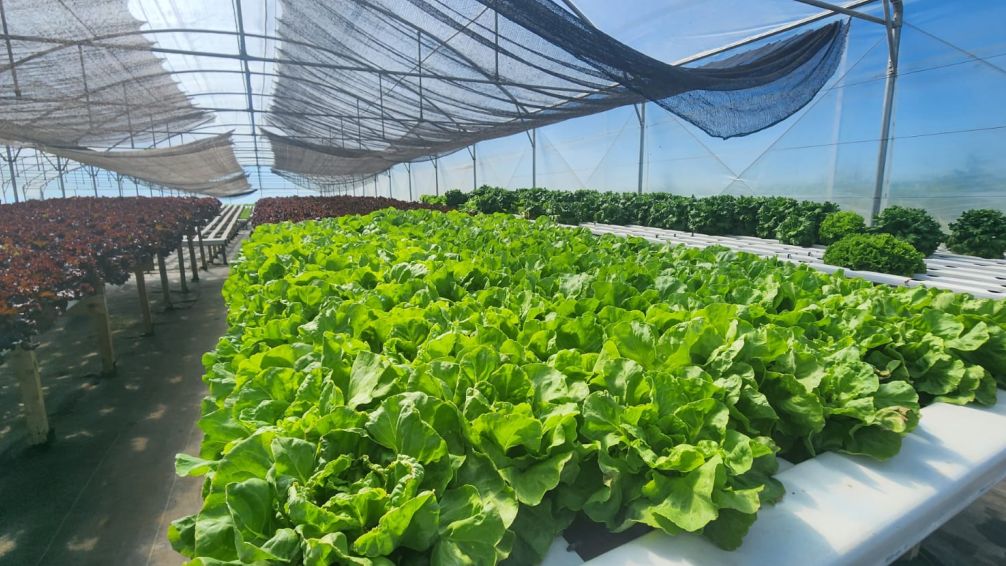 El viernes se pone en funcionamiento un puesto de verduras hidropónicas 
