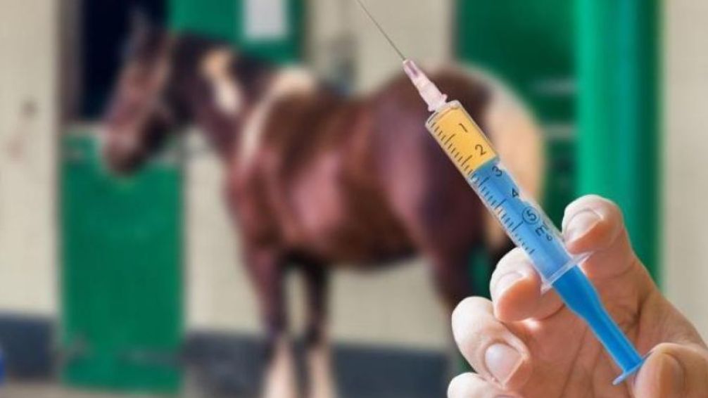 Senasa: es obligatoria la vacuna contra la encefalomielitis equina 