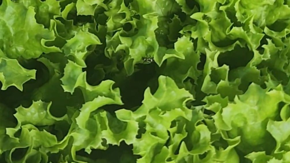 En el Mercado Municipal abrió el puesto de verduras hidropónicas