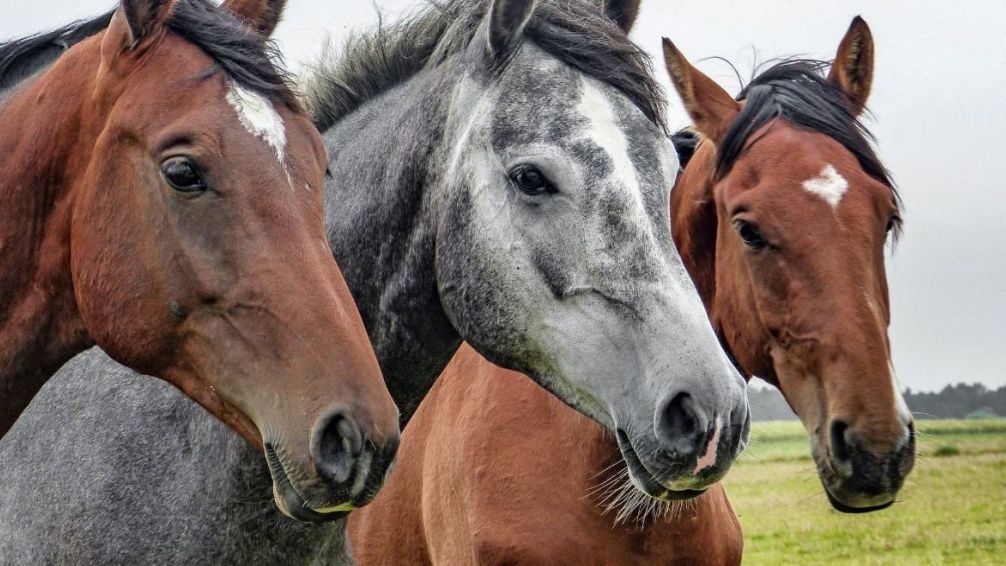 Entre Ríos confirmó nuevos casos de encefalitis equina 