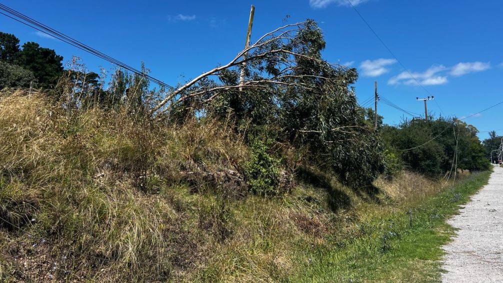 Realizaban tareas de poda en un terreno y dejaron a varias zonas sin luz