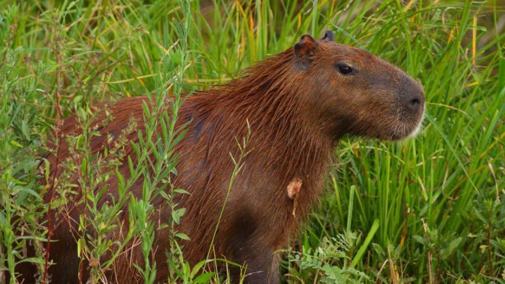 El carpincho, la especie que se expande en la provincia por el cambio climático