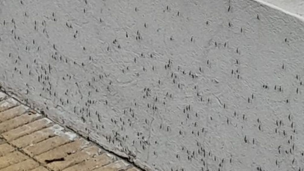 Aclaran que el mosquito que proliferó estos días en Tandil no representa riesgos para la enfermedad del Dengue