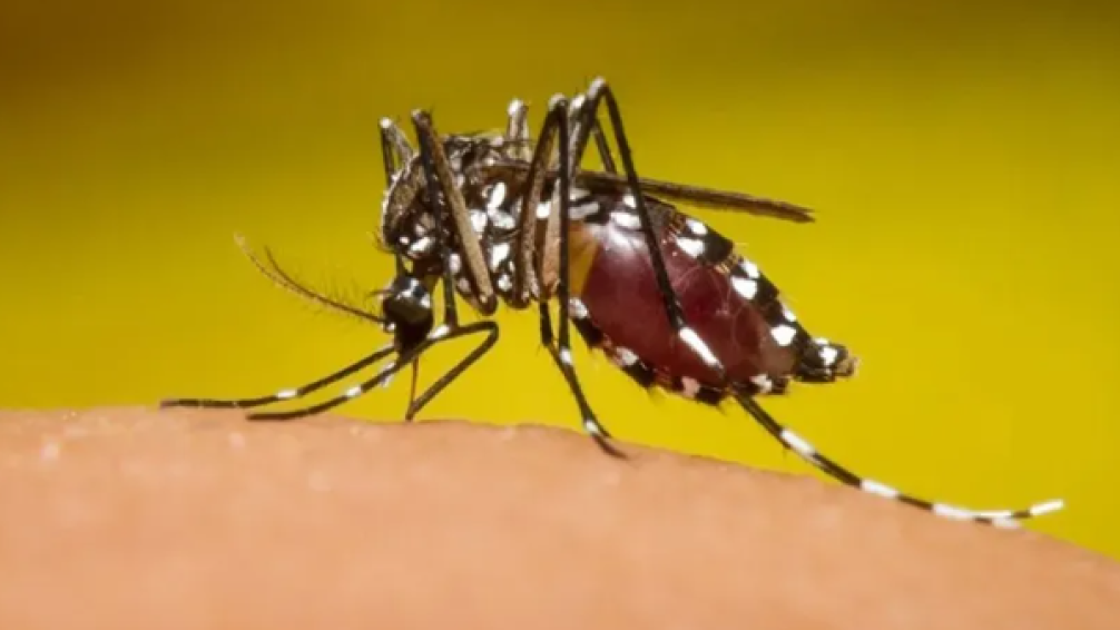 En la Provincia siguen subiendo los casos de dengue