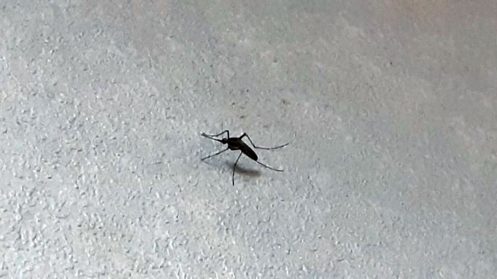 El Municipio emitió un comunicado explicando las razones de por qué no se fumigó ante la invasión de mosquitos
