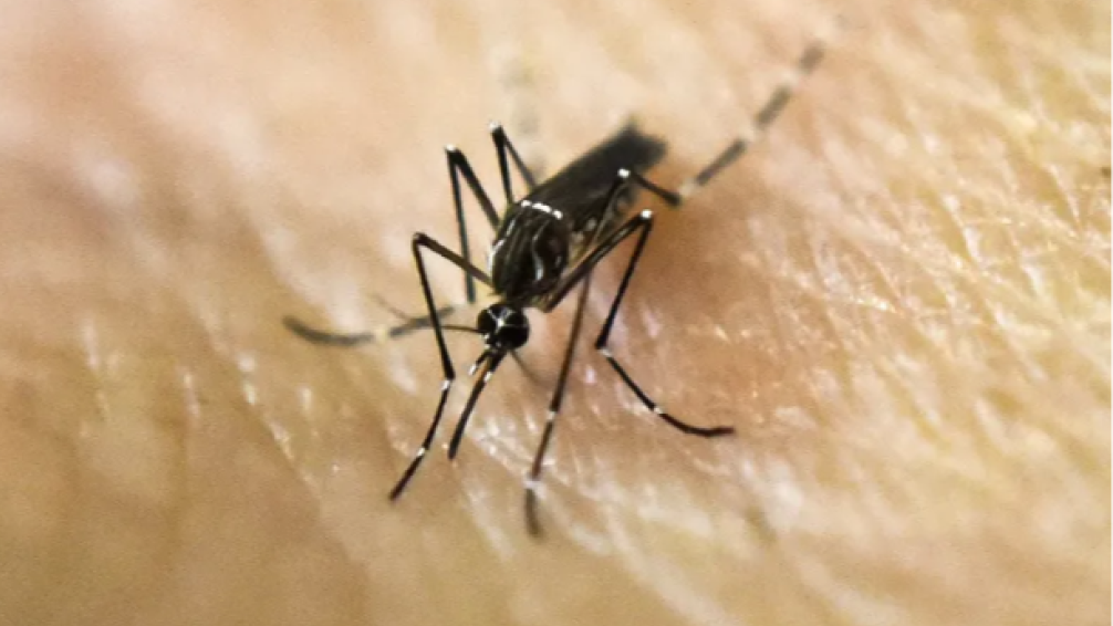 Ya son 25 los municipios bonaerenses con casos de dengue