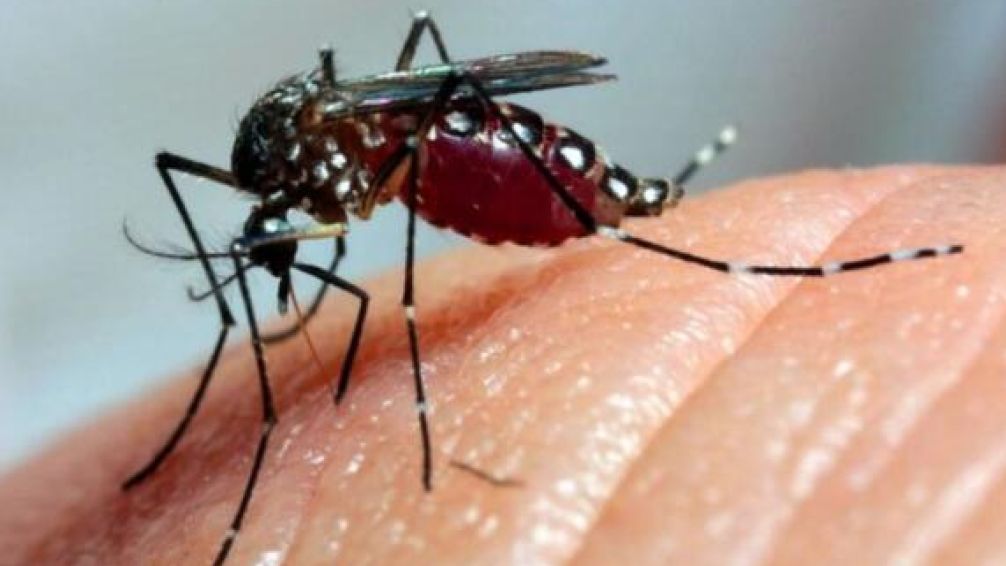 Investigadora del Conicet afirma que en la Argentina aumentaron un 2500% los casos de dengue